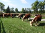 Eat grass-fed cattle for better health.